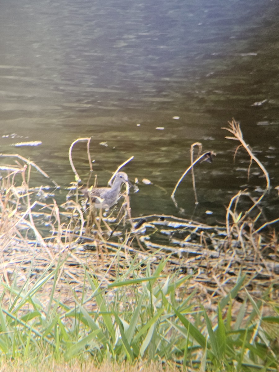 Lesser Yellowlegs - ML641604683