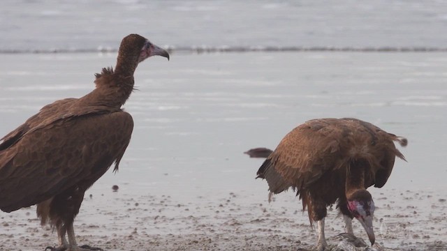 Hooded Vulture - ML641604689