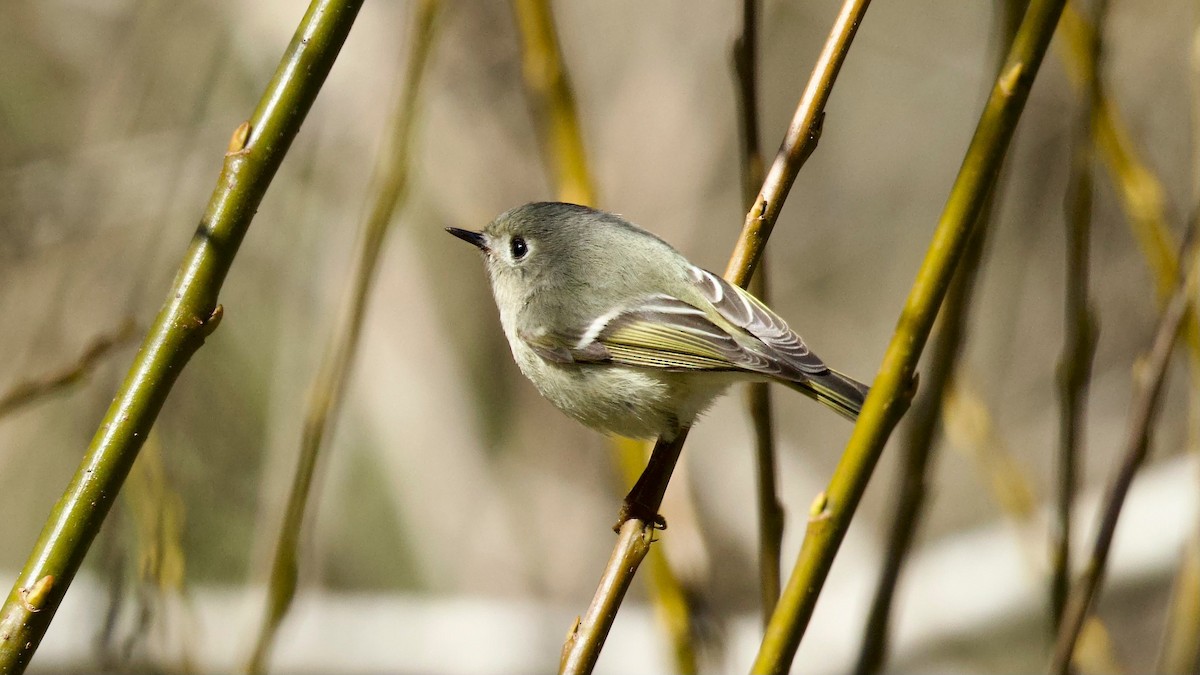 Ruby-crowned Kinglet - ML641604691