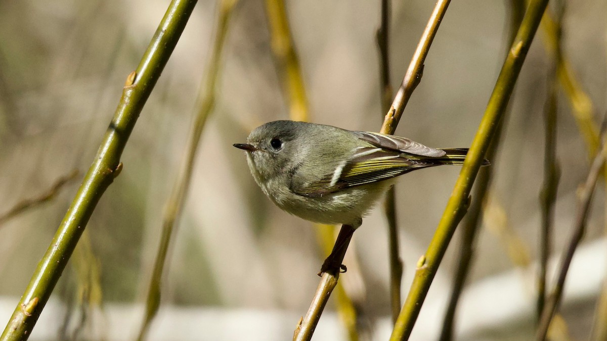 Ruby-crowned Kinglet - ML641604692