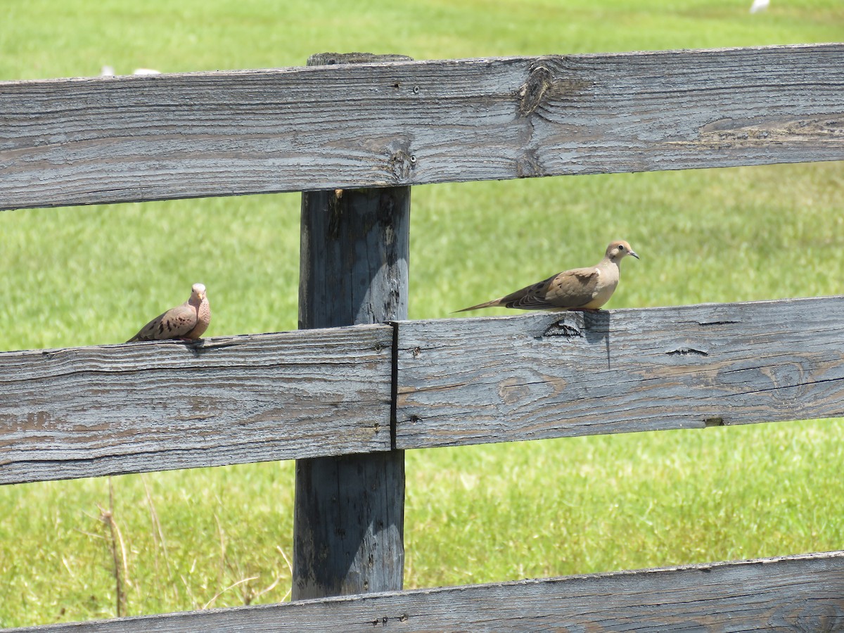 Common Ground Dove - ML641604706