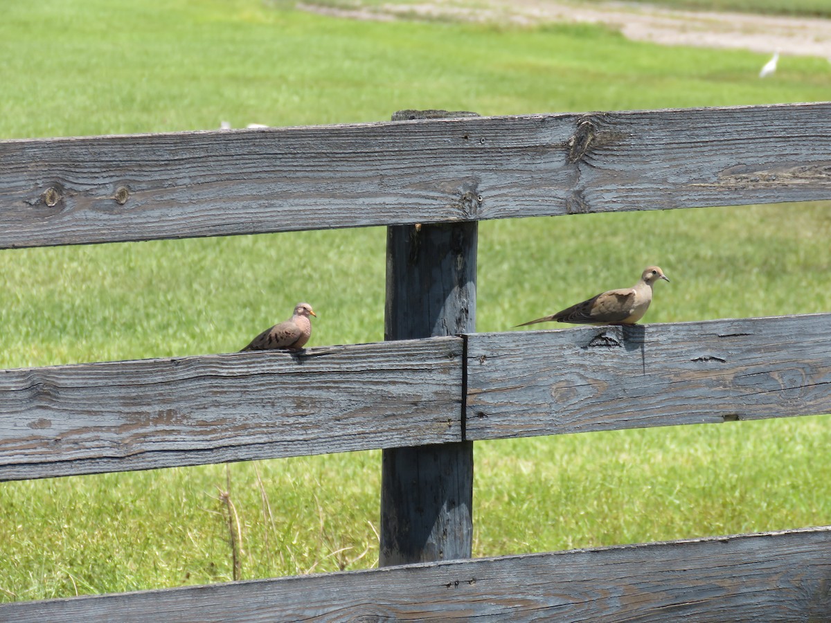 Common Ground Dove - ML641604707