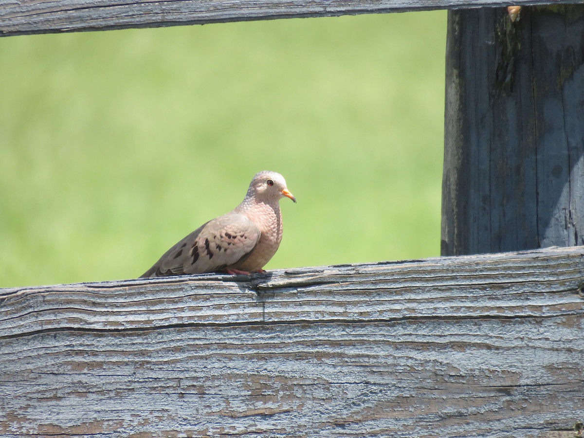 Common Ground Dove - ML641604708