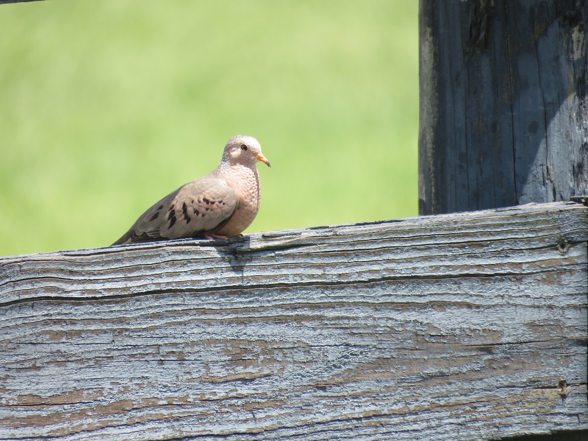 Common Ground Dove - ML641604709