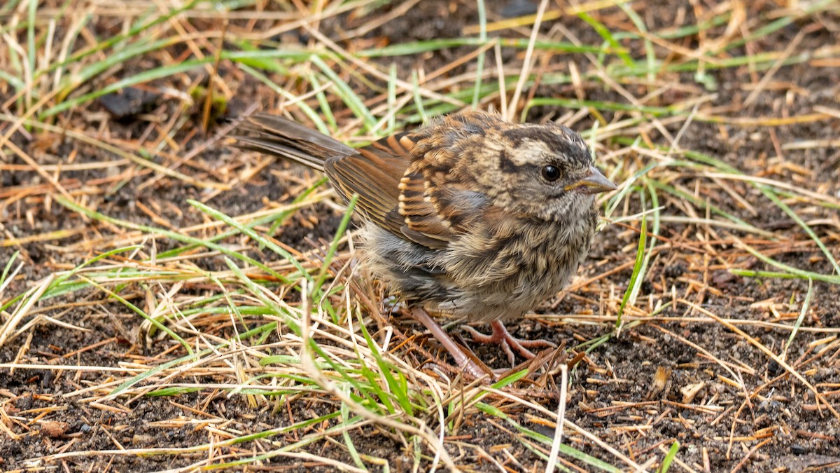 Weißkehlammer - ML641604724