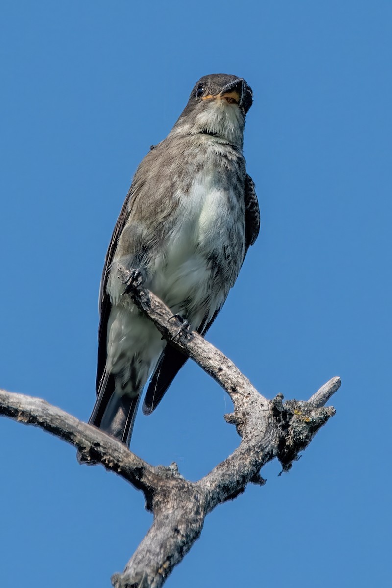 Olive-sided Flycatcher - ML641604730