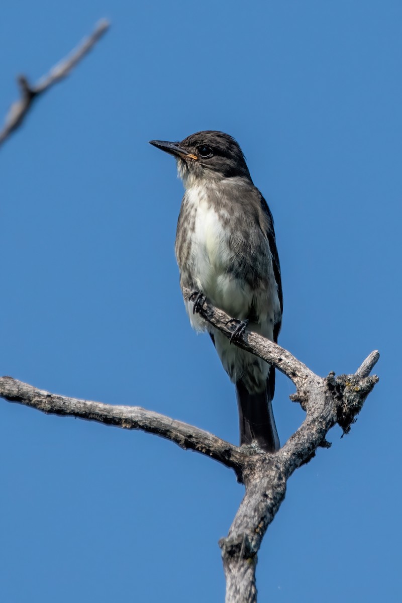 Olive-sided Flycatcher - ML641604731