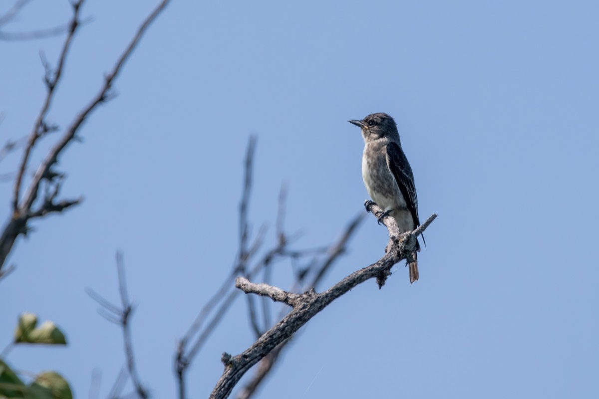 Olive-sided Flycatcher - ML641604732