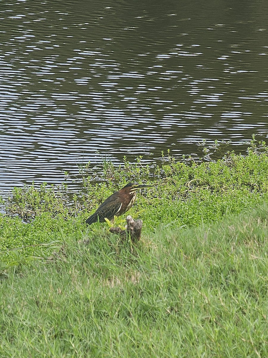 Green Heron - ML641604755