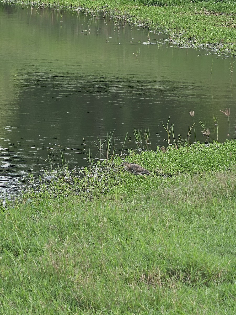 Green Heron - ML641604756