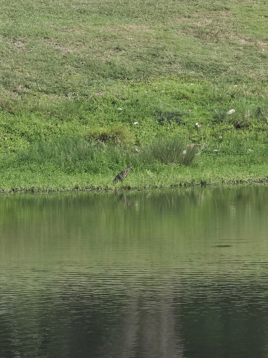 Green Heron - ML641604757