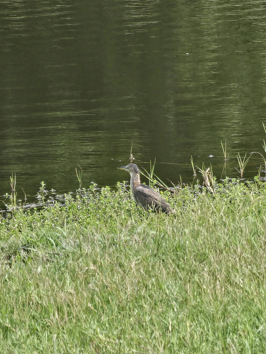 Green Heron - ML641604758