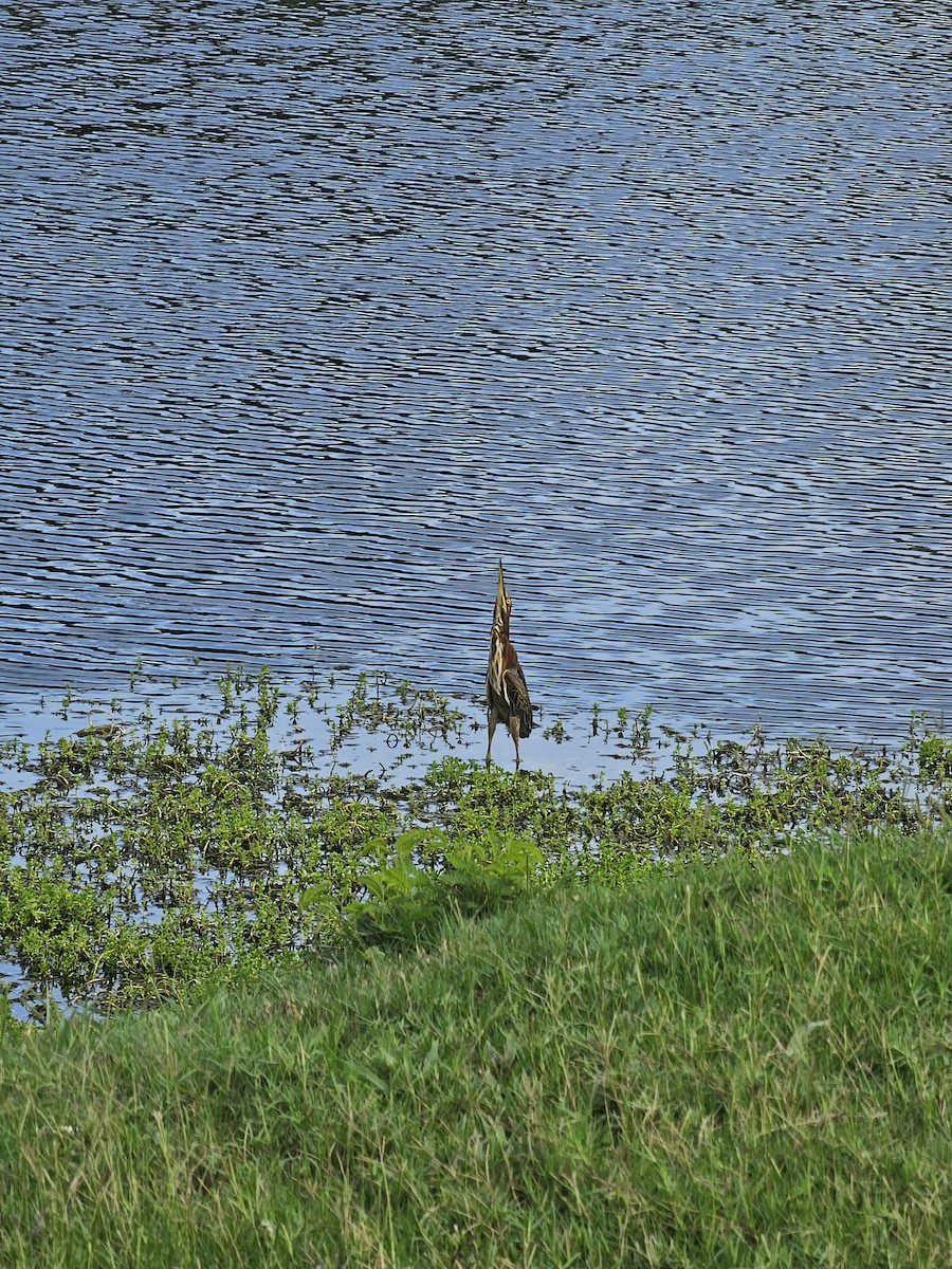 Green Heron - ML641604759