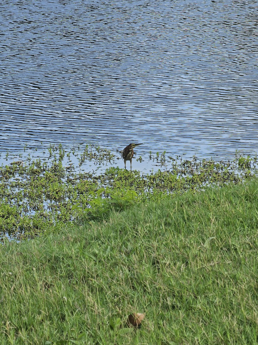 Green Heron - ML641604760