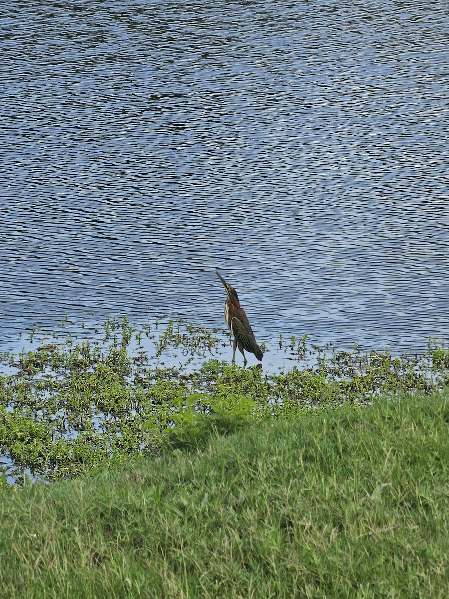 Green Heron - ML641604761