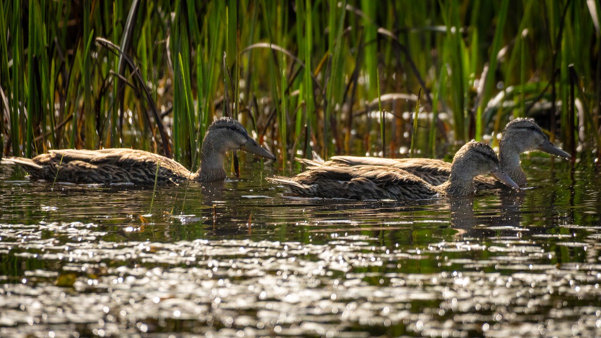 Dunkelente - ML641604792