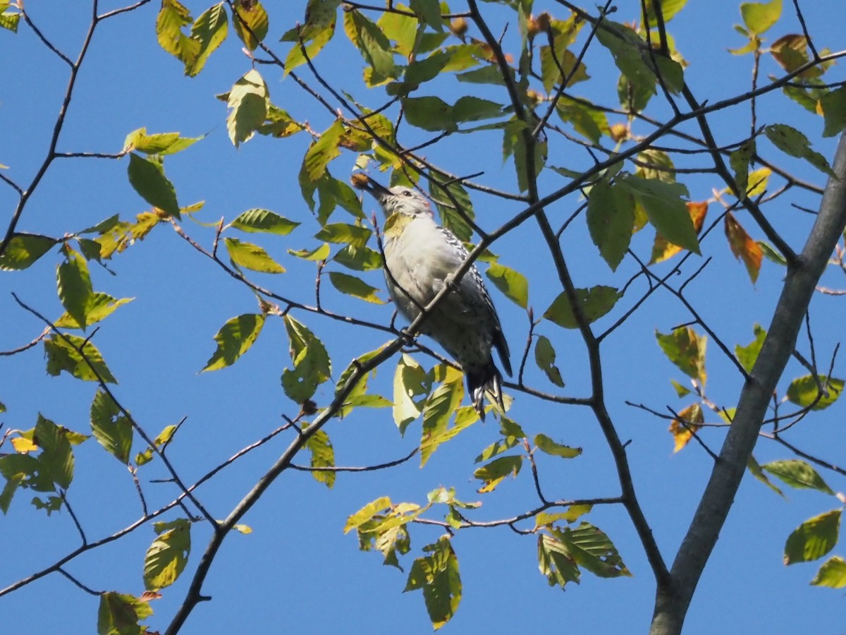 Red-bellied Woodpecker - ML641604793