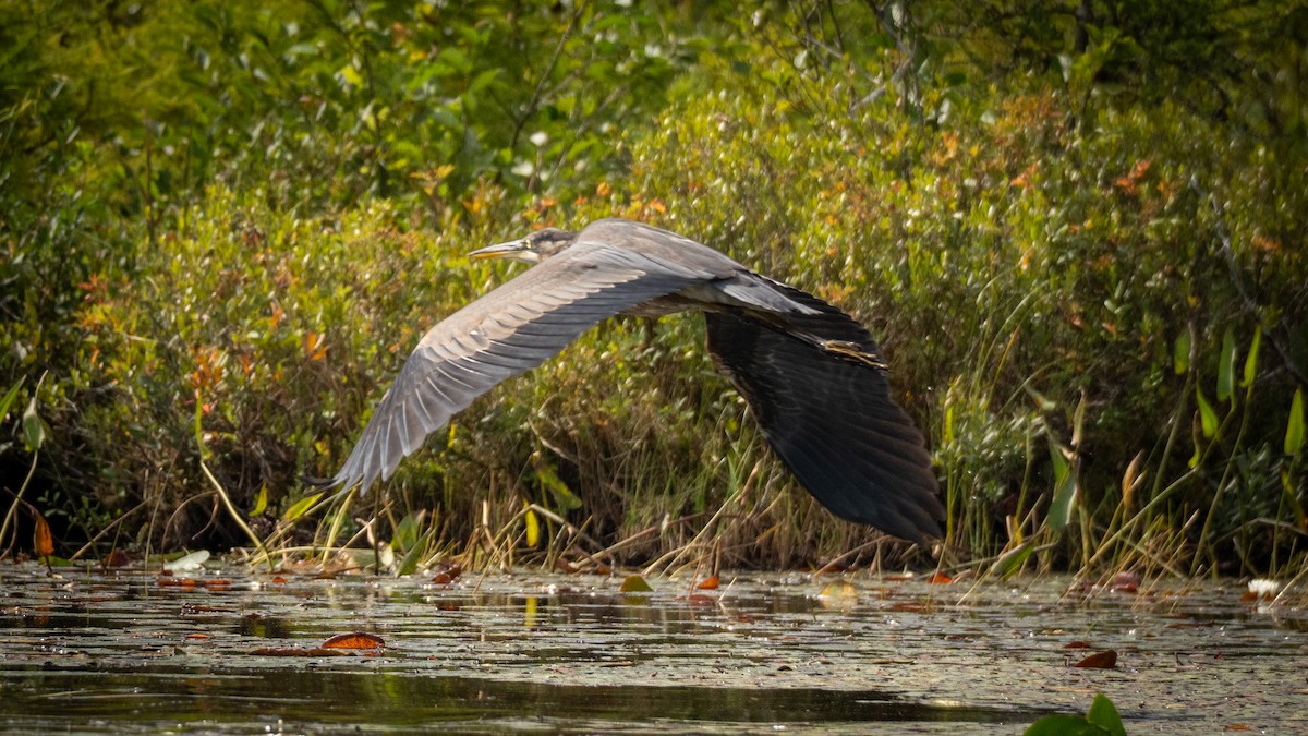 Kanadareiher - ML641604836