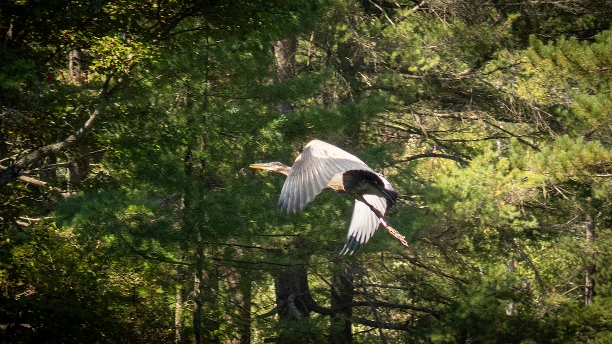 Kanadareiher - ML641604840