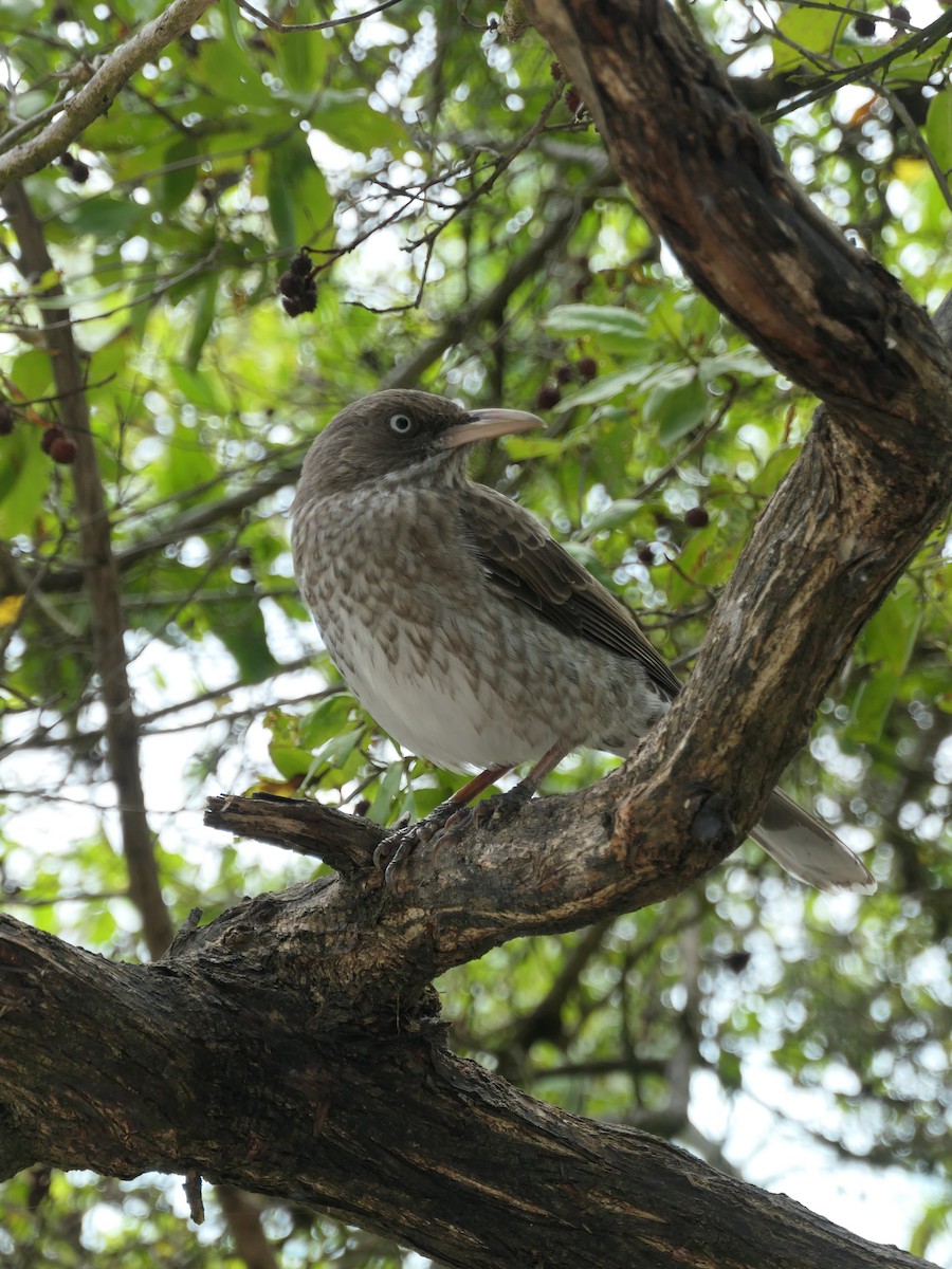 Pearly-eyed Thrasher - ML641604857