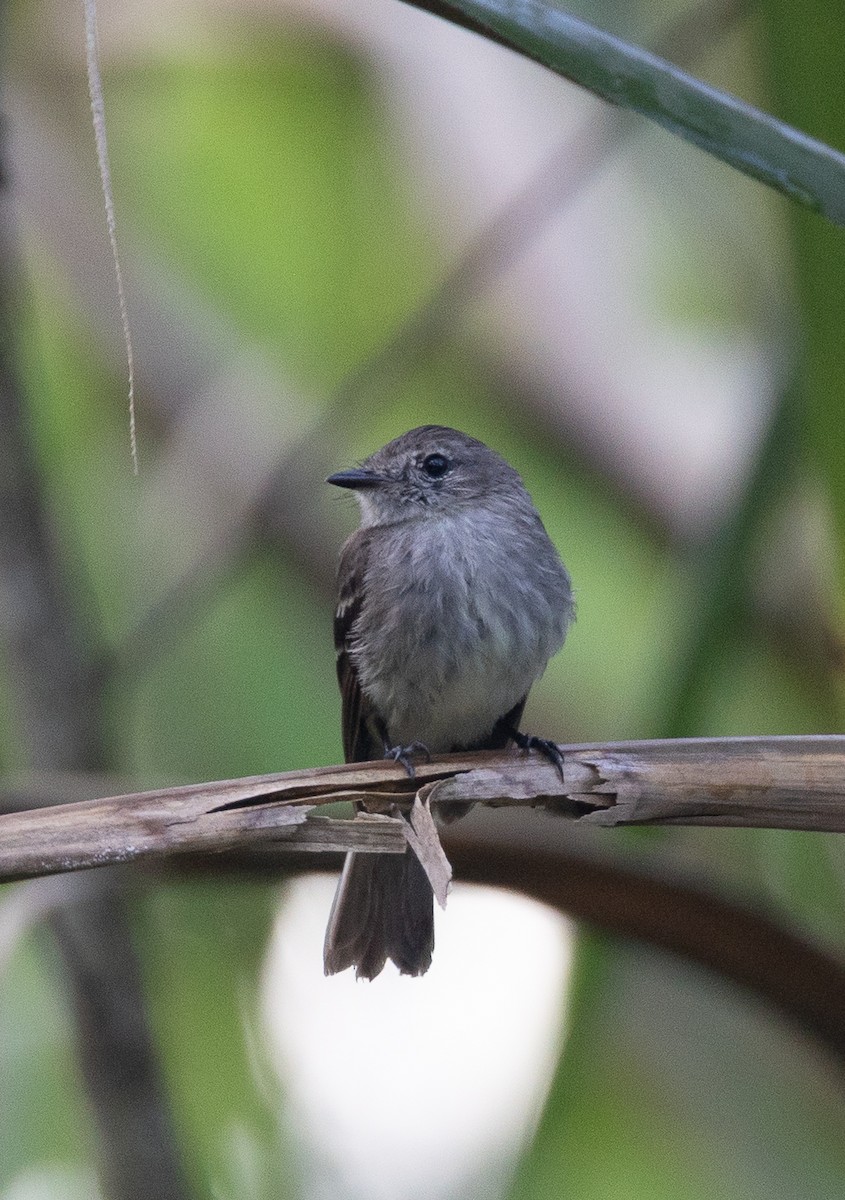 Olive-chested Flycatcher - ML641604879