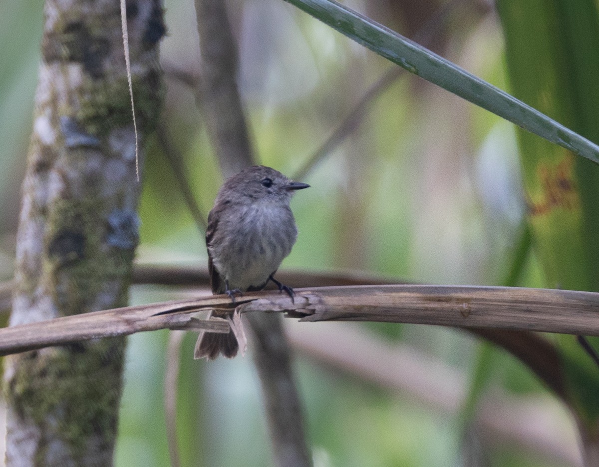 Olive-chested Flycatcher - ML641604880