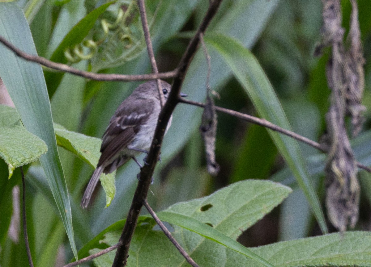 Olive-chested Flycatcher - ML641604881