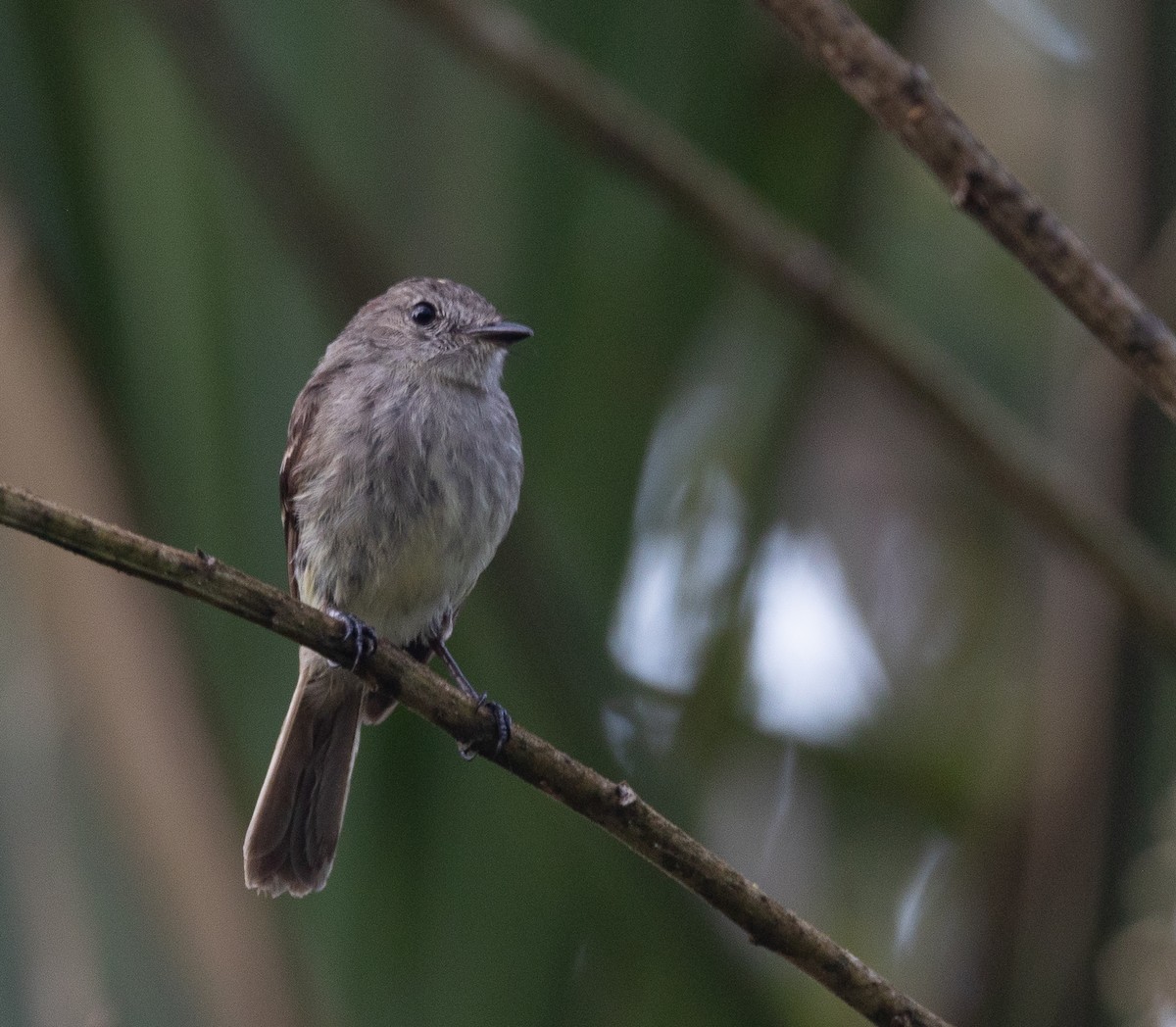 Olive-chested Flycatcher - ML641604882