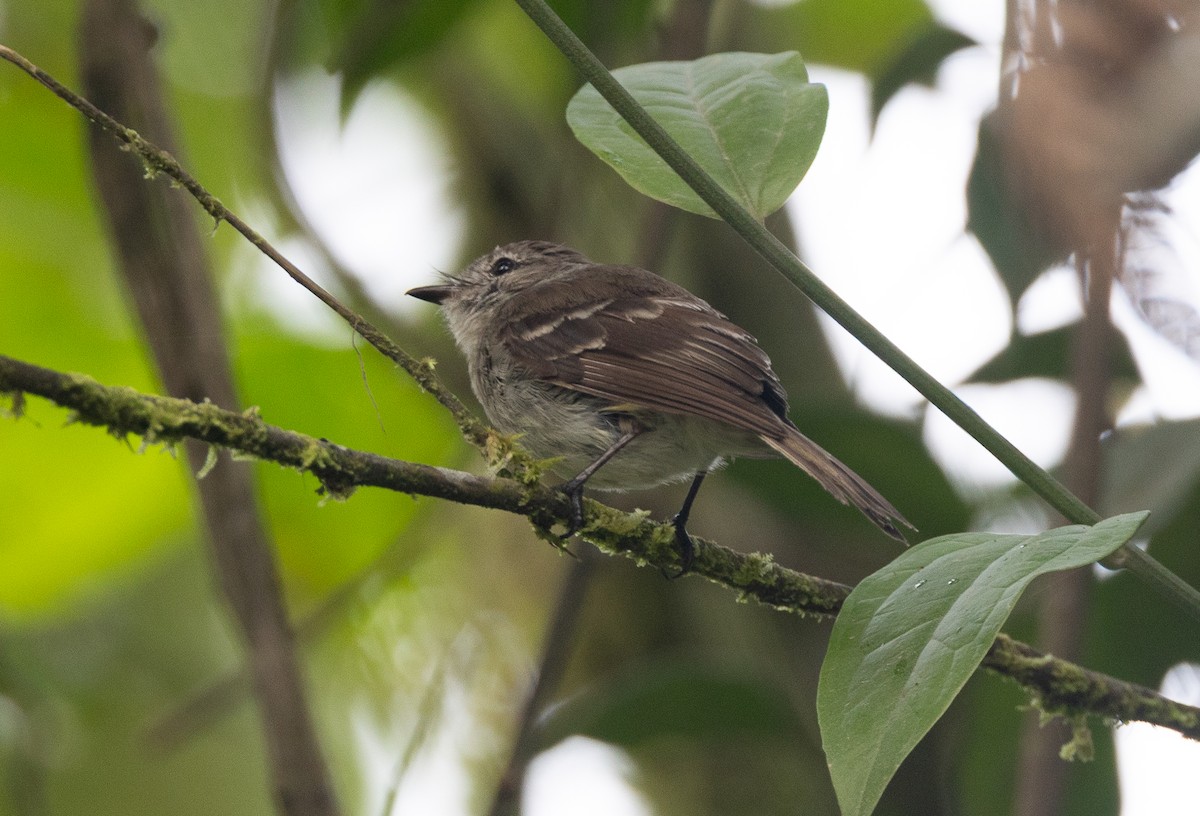 Olive-chested Flycatcher - ML641604883