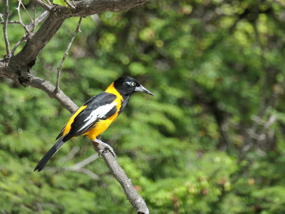 Venezuelan Troupial - ML641604885