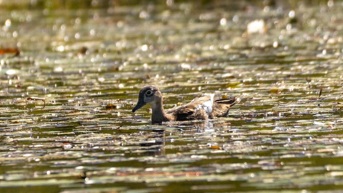 Pato Joyuyo - ML641604887