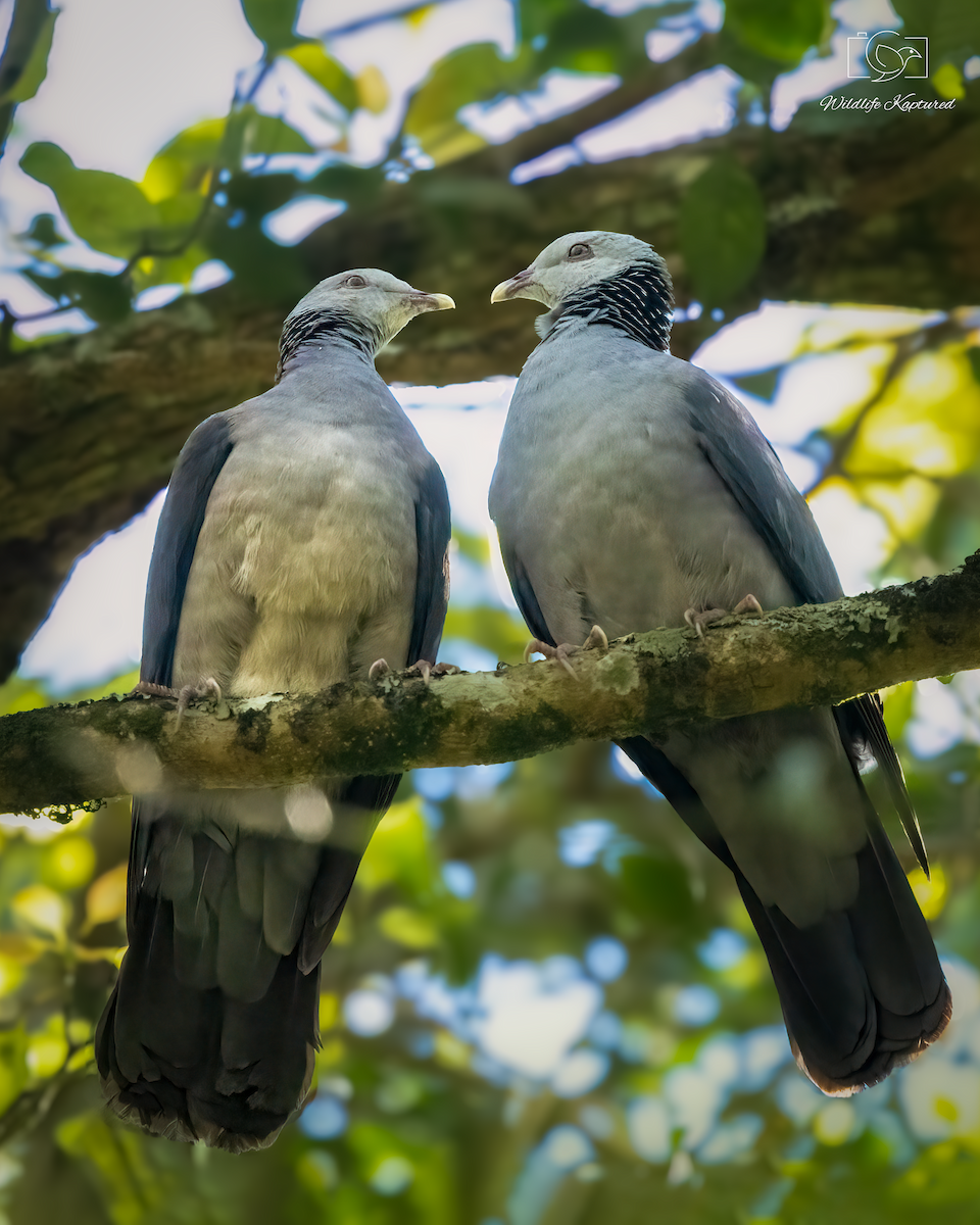 Nilgiri Wood-Pigeon - ML641604894