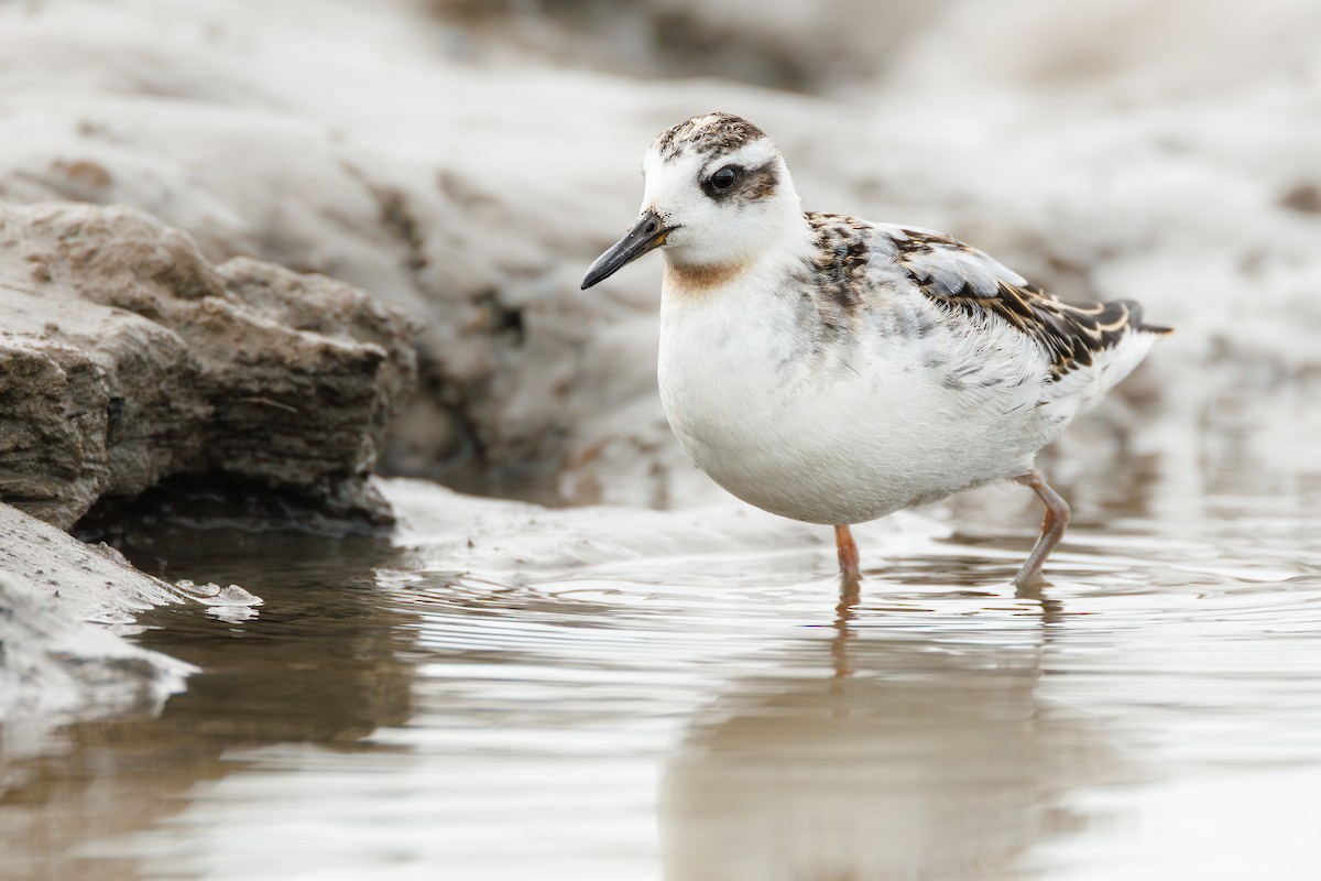 Red Phalarope - ML641604906