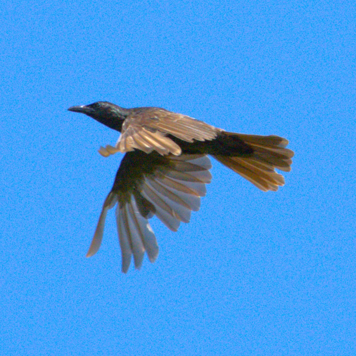Samoan Starling - ML641604928