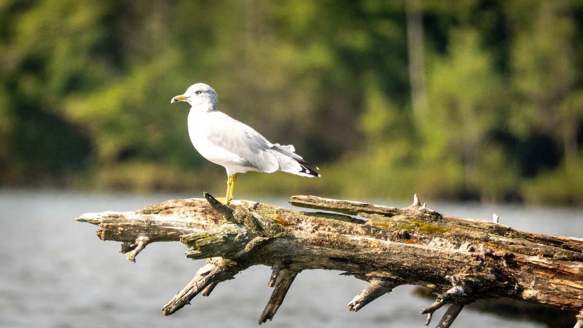 Gaviota de Delaware - ML641604937