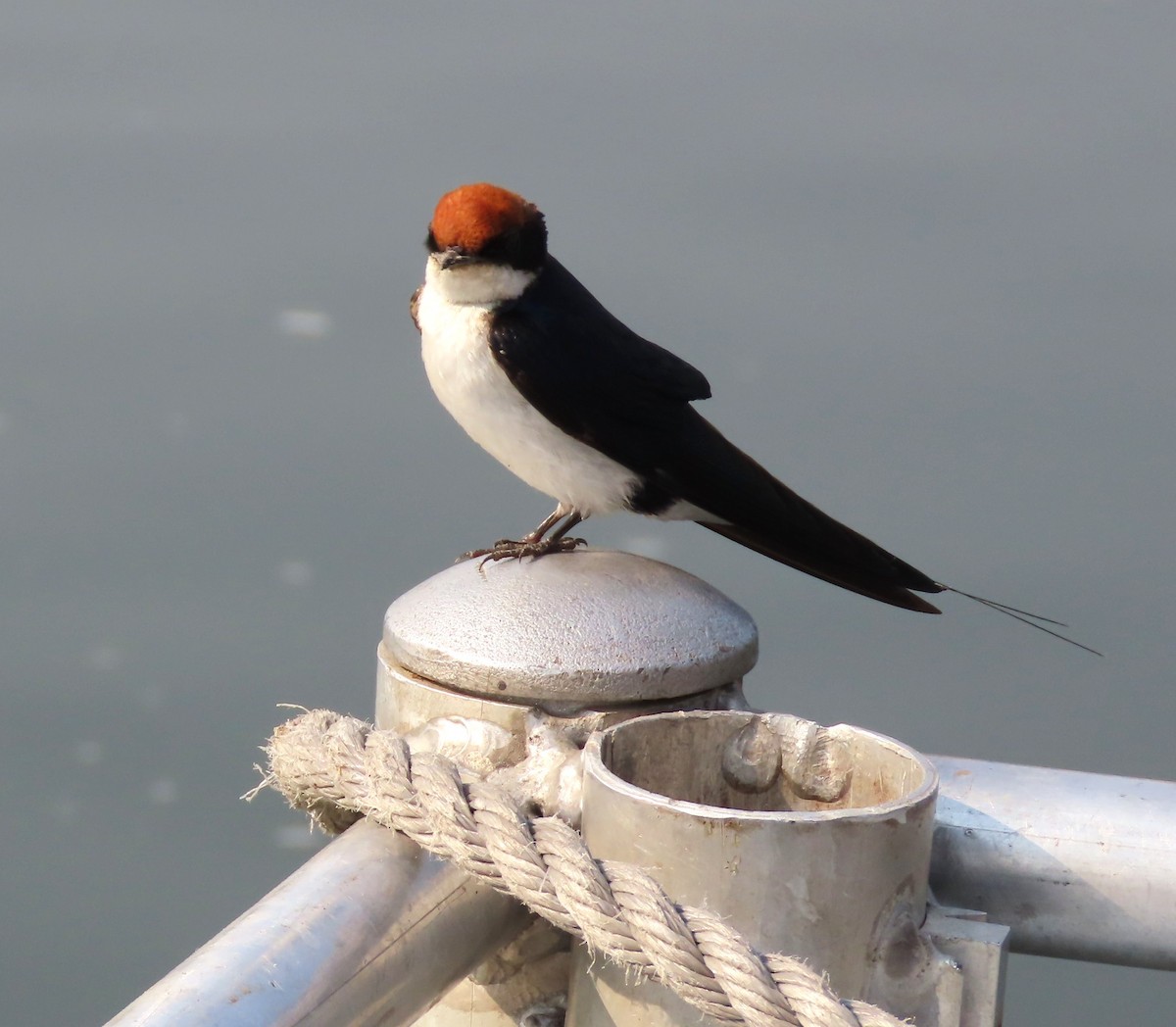 Wire-tailed Swallow - ML641604946