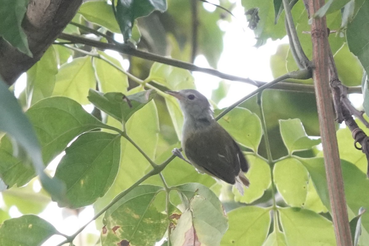 Lesser Greenlet - ML641604957