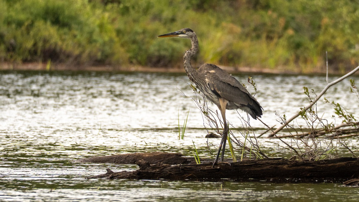 Garza Azulada - ML641604963