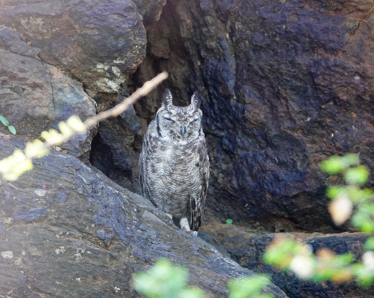 Grayish Eagle-Owl - ML641604969
