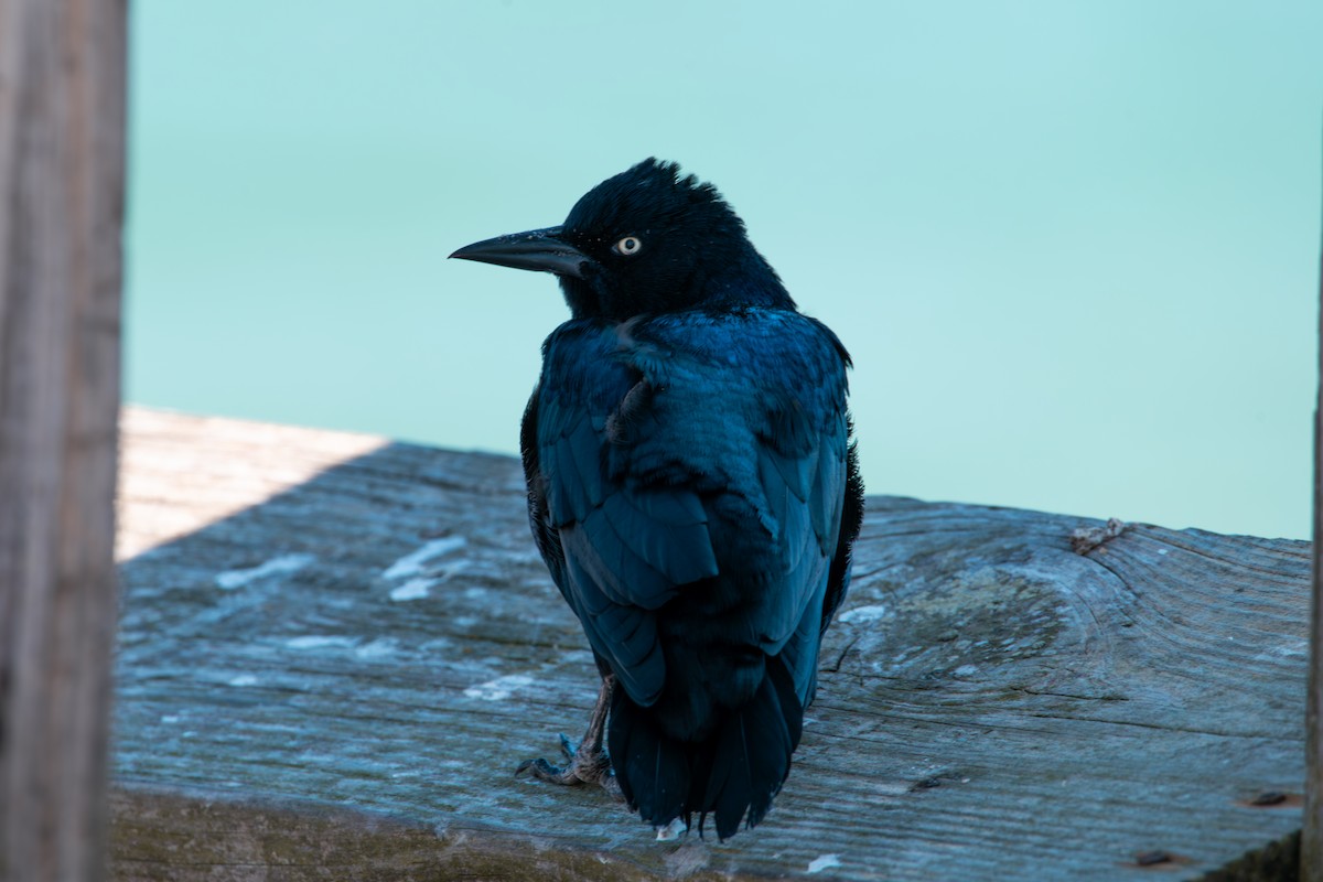 Boat-tailed Grackle - ML641604989