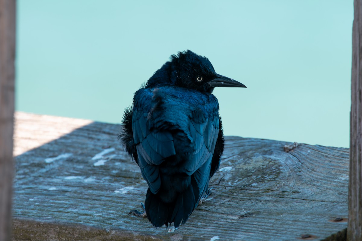 Boat-tailed Grackle - ML641604990