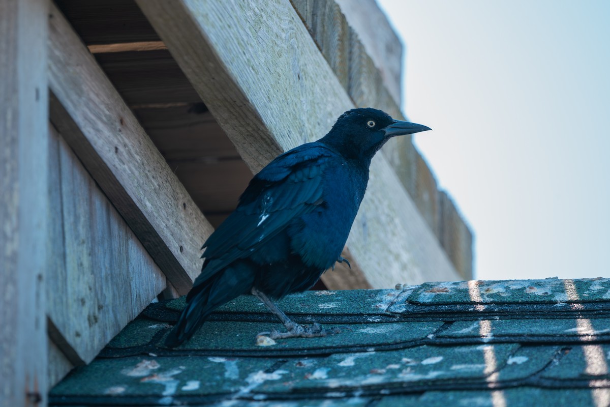 Boat-tailed Grackle - ML641604991