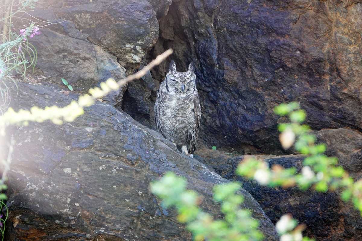 Grayish Eagle-Owl - ML641605024