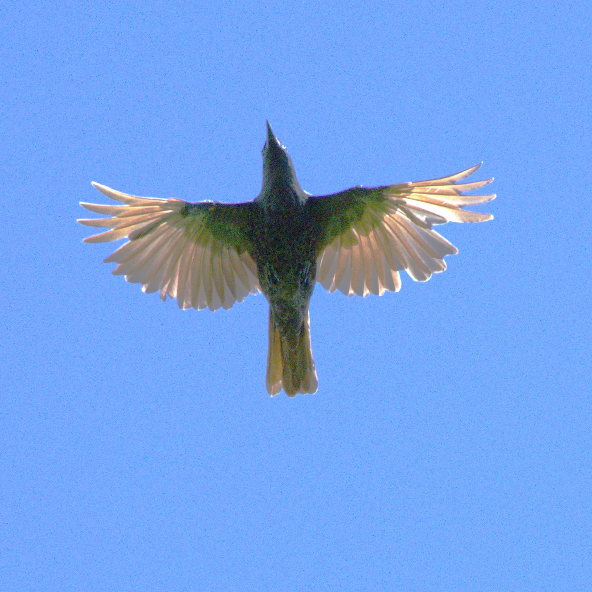 Samoan Starling - ML641605026