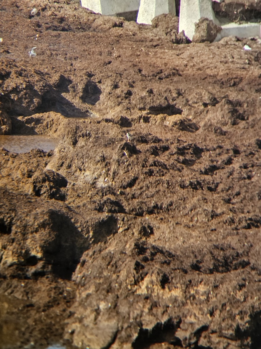 Semipalmated Plover - ML641605028