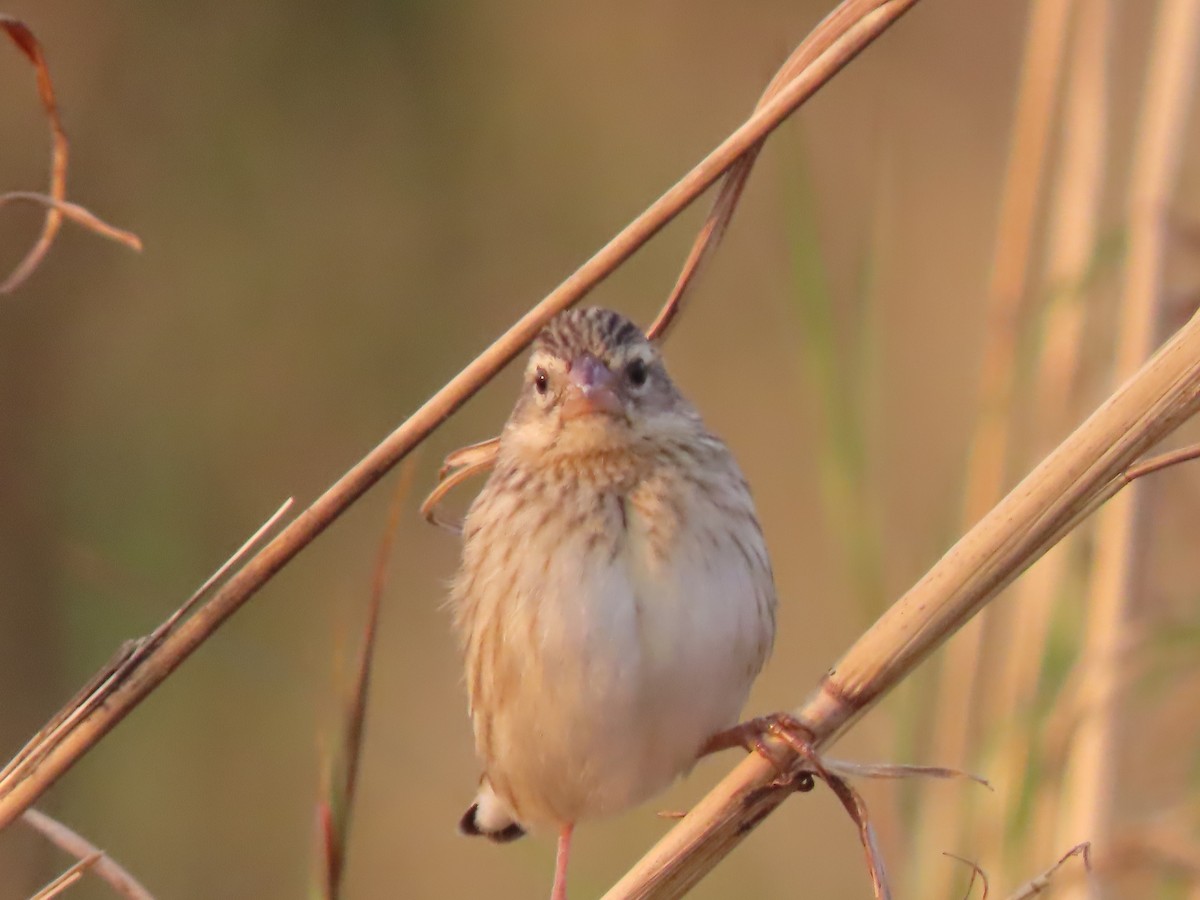 Southern Red Bishop - ML641605030