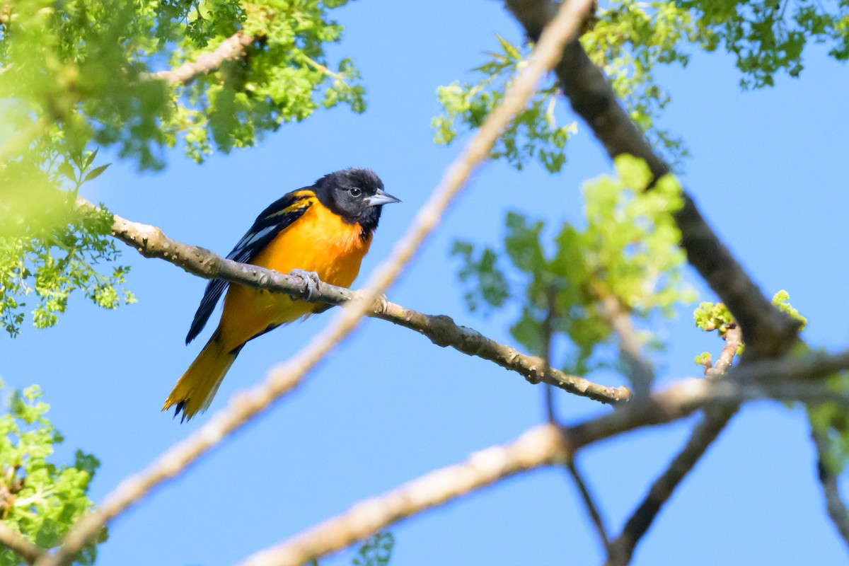 Baltimore Oriole - ML641605034