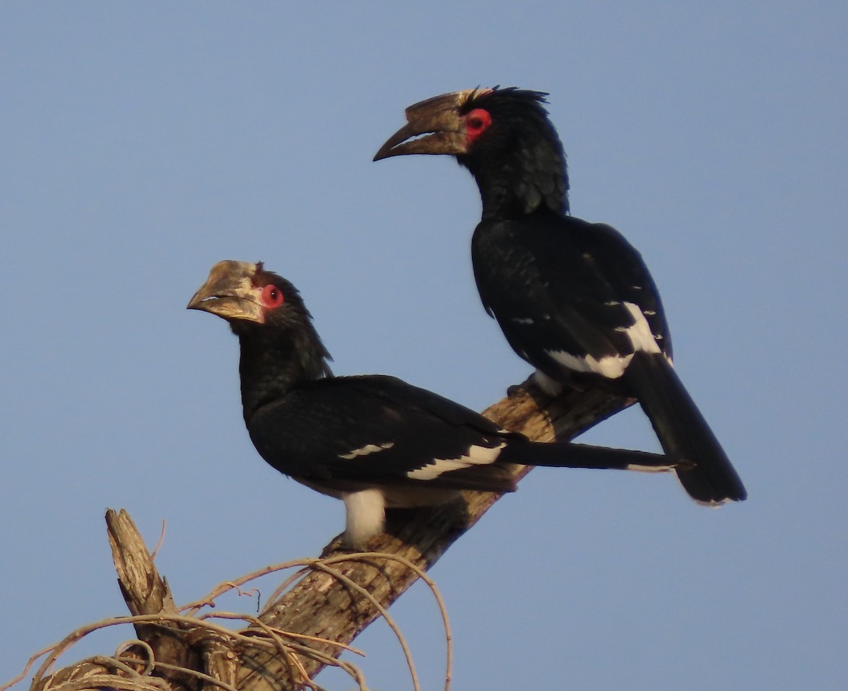 Trumpeter Hornbill - ML641605048