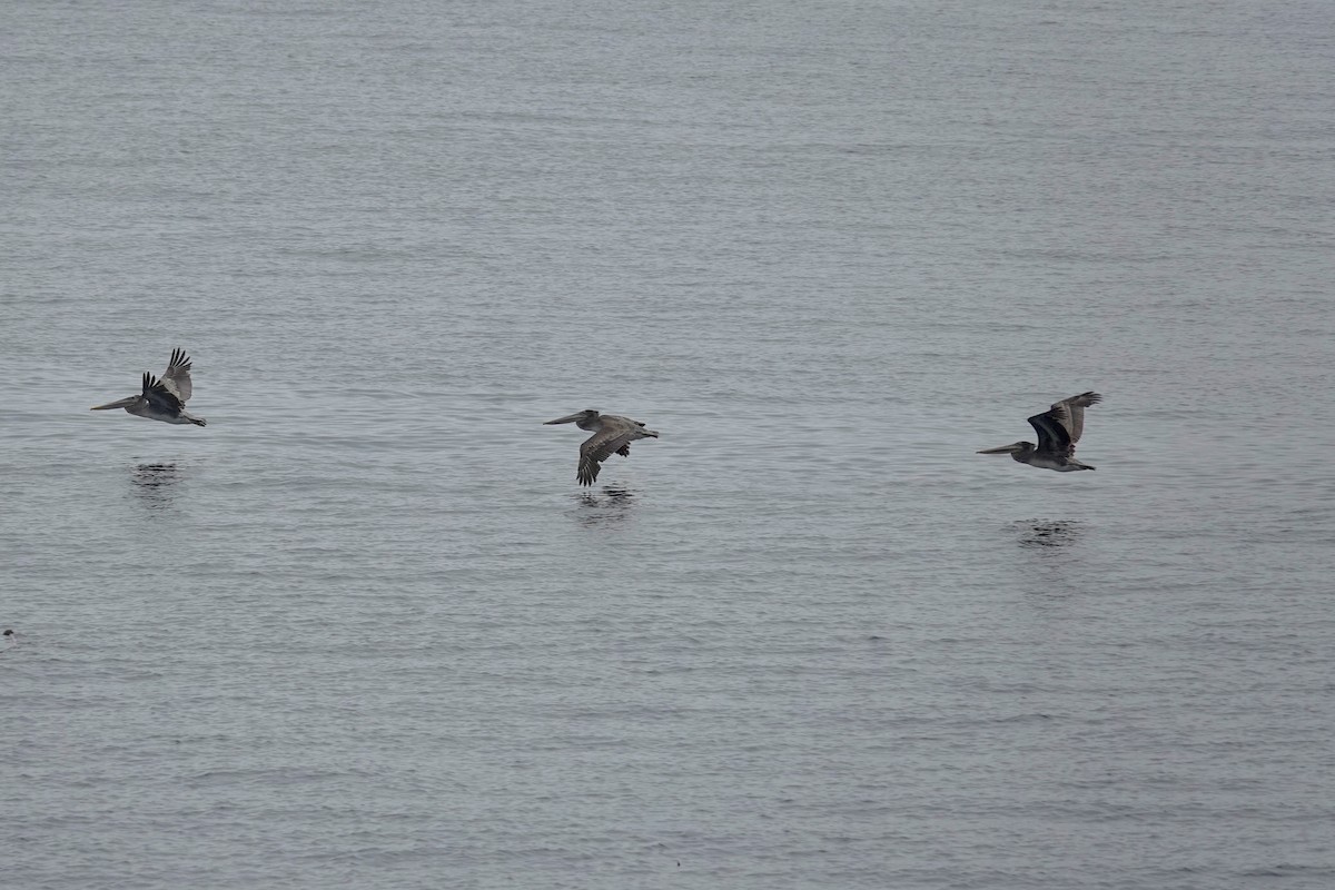 Brown Pelican - ML641605054