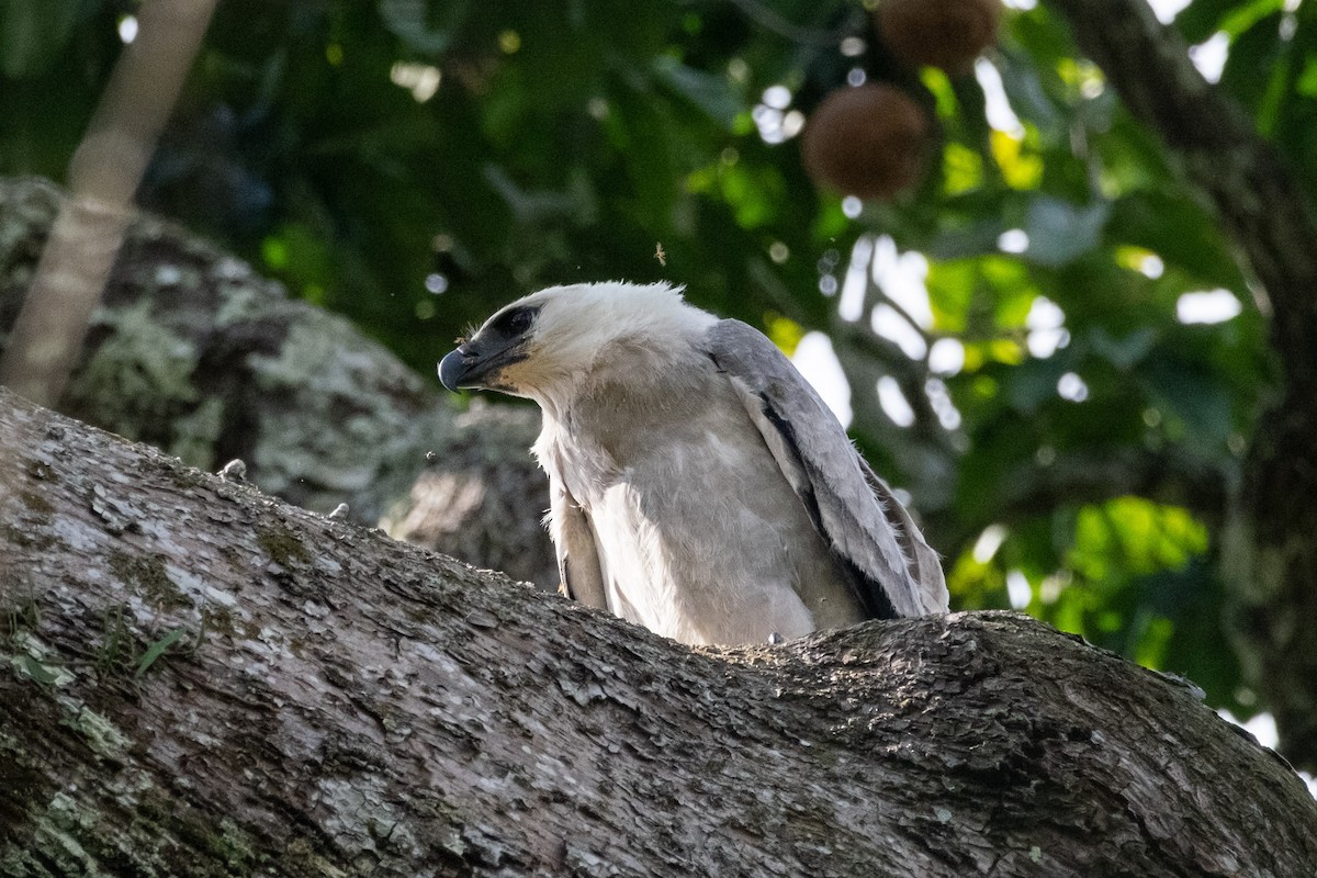 Harpy Eagle - ML641605060